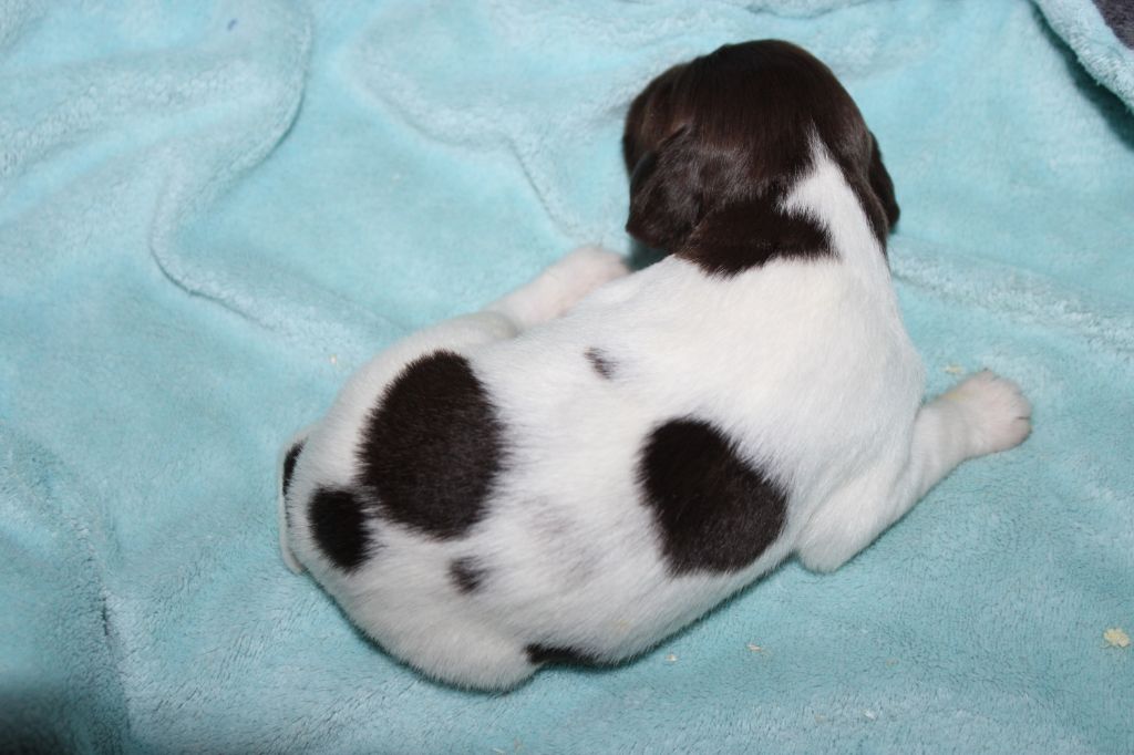 de la vallée de la Py - Chiots disponibles - Petit Epagneul de Münster