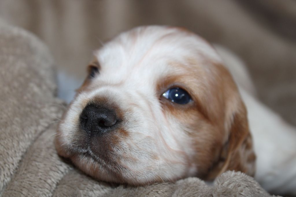 de la vallée de la Py - Chiots disponibles - Epagneul Breton