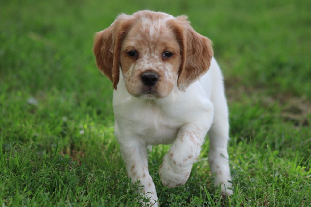 de la vallée de la Py - Chiots disponibles - Epagneul Breton