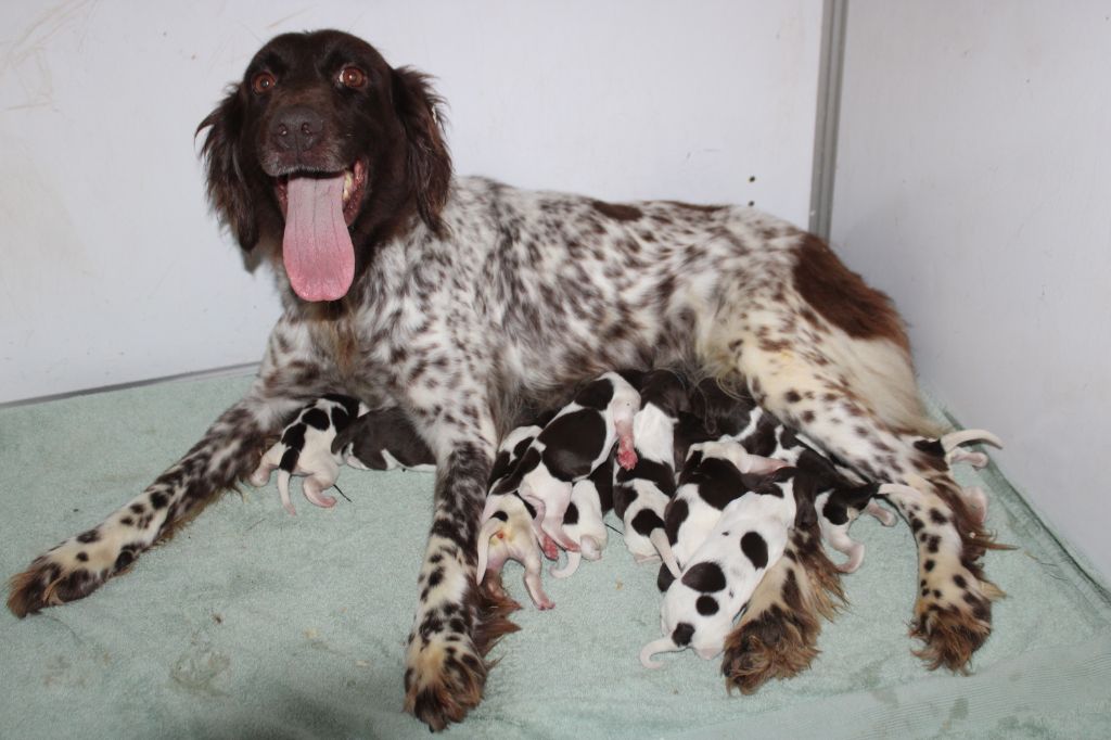 de la vallée de la Py - Chiots disponibles - Petit Epagneul de Münster