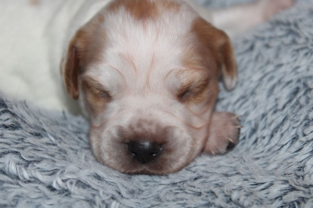 de la vallée de la Py - Chiots disponibles - Epagneul Breton