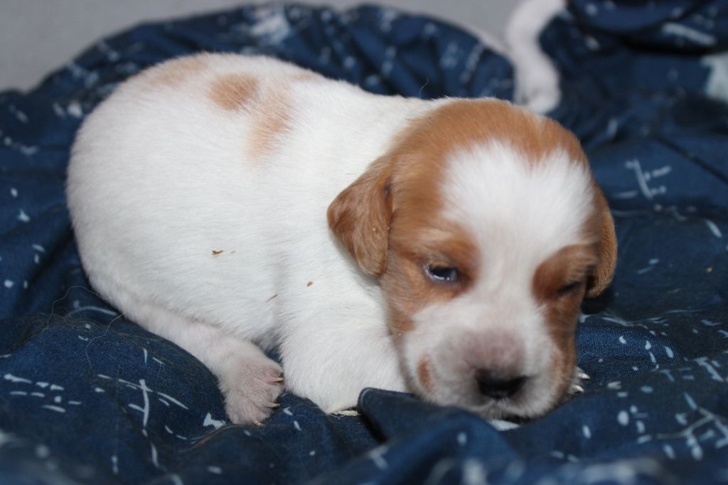 de la vallée de la Py - Chiots disponibles - Epagneul Breton