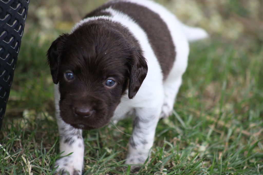 de la vallée de la Py - Chiots disponibles - Petit Epagneul de Münster
