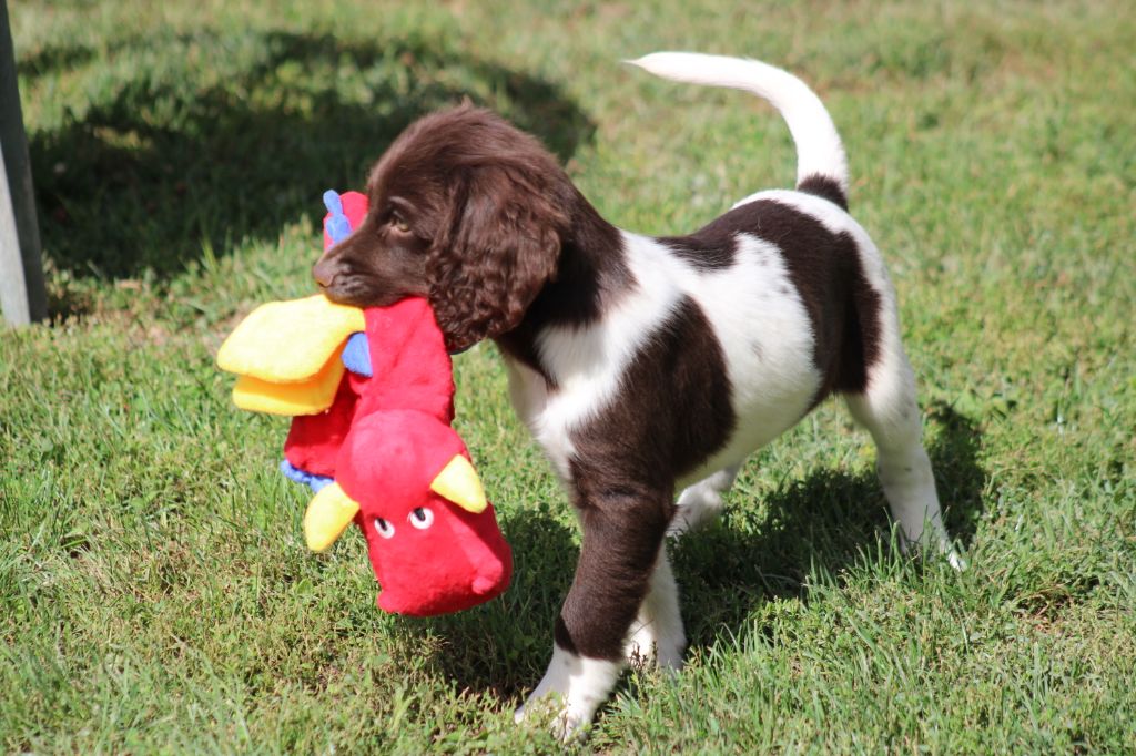 de la vallée de la Py - Chiots disponibles - Petit Epagneul de Münster