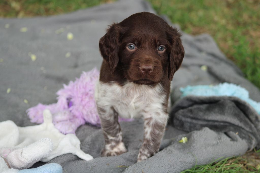 de la vallée de la Py - Chiots disponibles - Petit Epagneul de Münster