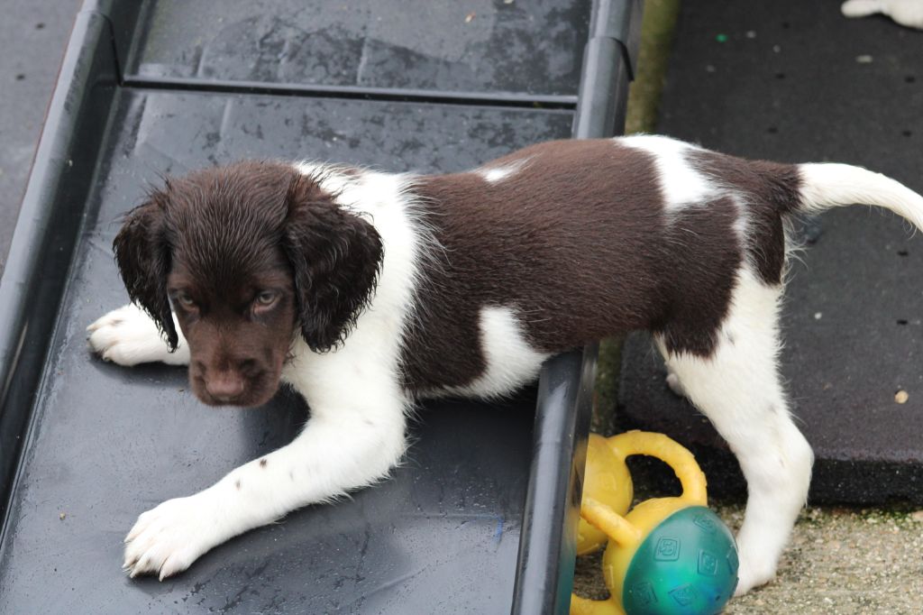 de la vallée de la Py - Chiots disponibles - Petit Epagneul de Münster