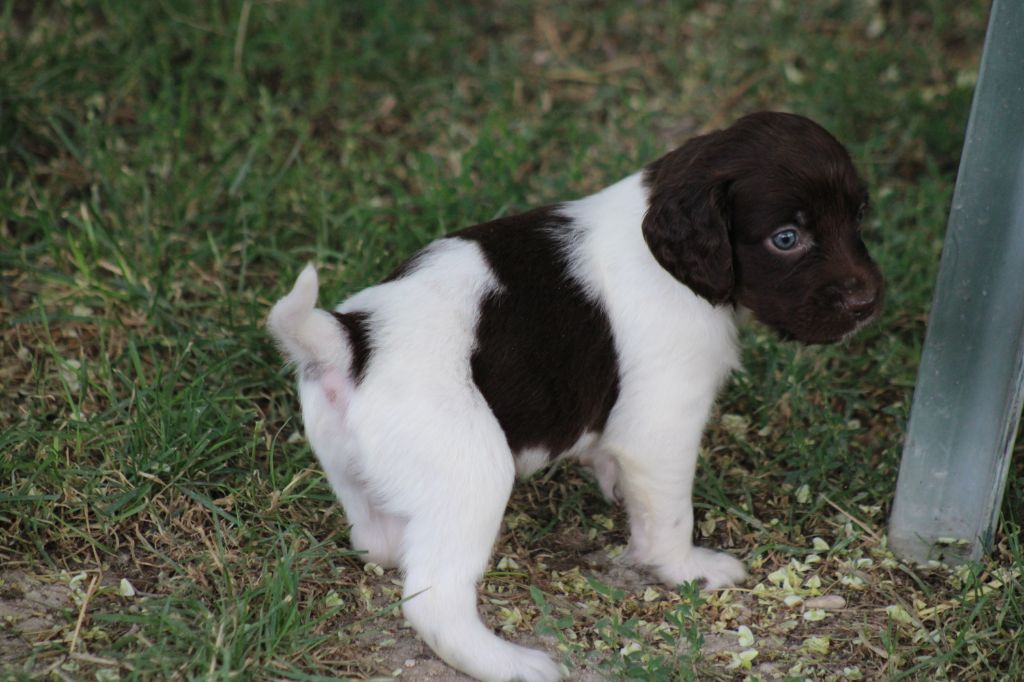 de la vallée de la Py - Chiots disponibles - Petit Epagneul de Münster