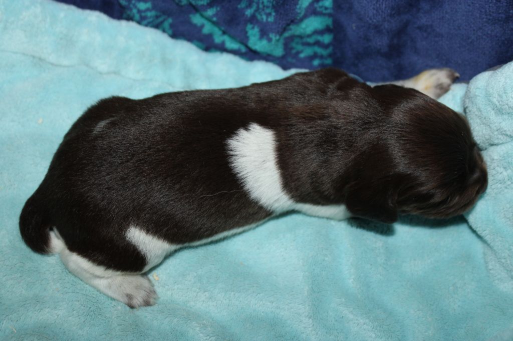 de la vallée de la Py - Chiots disponibles - Petit Epagneul de Münster