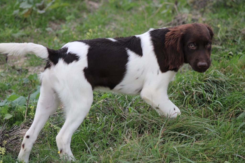 De La Vallée De La Py - Chiots disponibles - Petit Epagneul de Münster