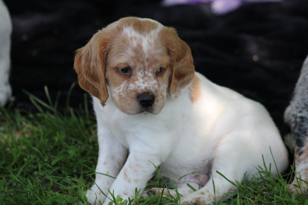 de la vallée de la Py - Chiots disponibles - Epagneul Breton