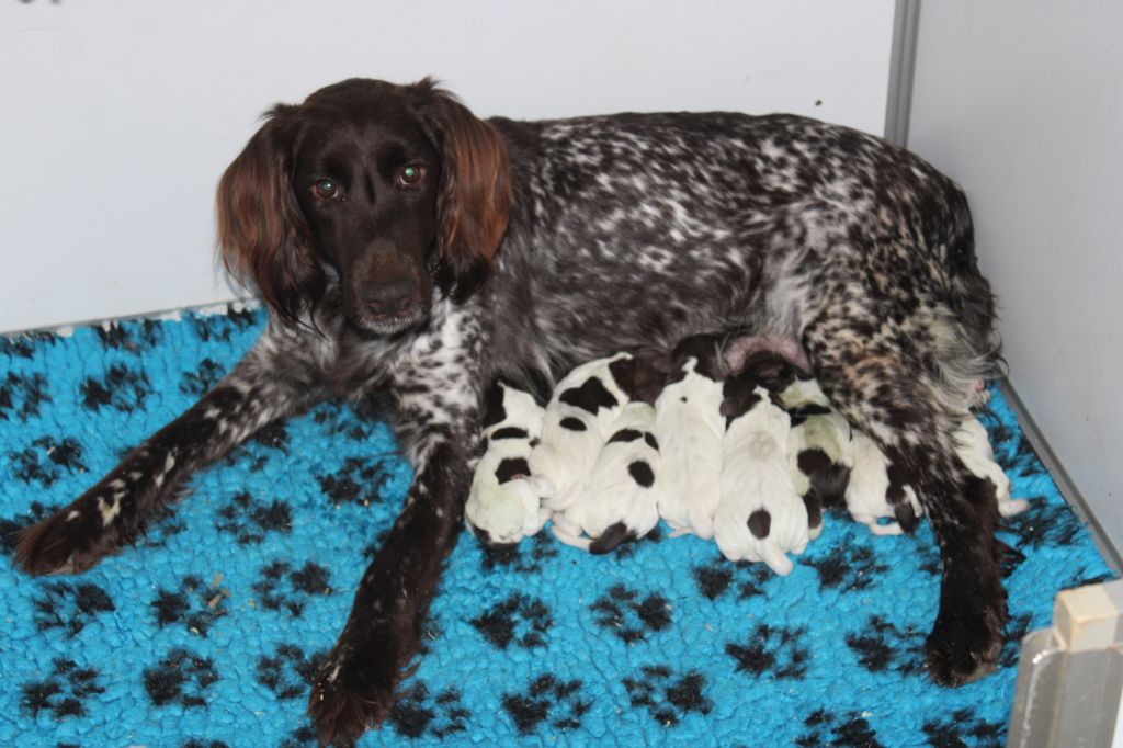 Chiot Petit Epagneul de Münster de la vallée de la Py