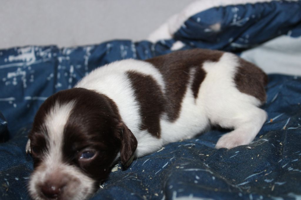 de la vallée de la Py - Chiots disponibles - Epagneul Breton