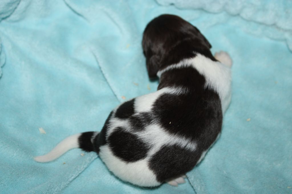 de la vallée de la Py - Chiots disponibles - Petit Epagneul de Münster
