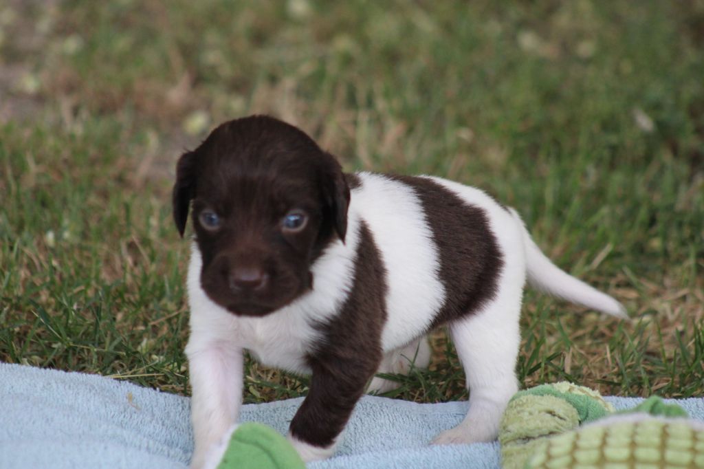 de la vallée de la Py - Chiots disponibles - Petit Epagneul de Münster
