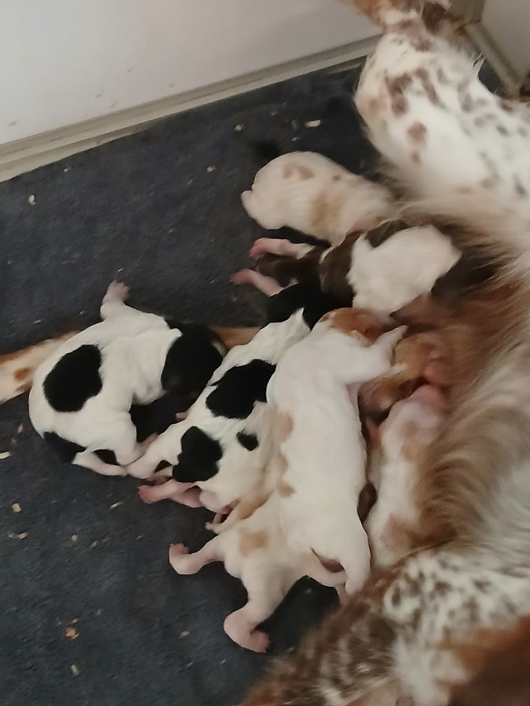 de la vallée de la Py - Chiots disponibles - Epagneul Breton
