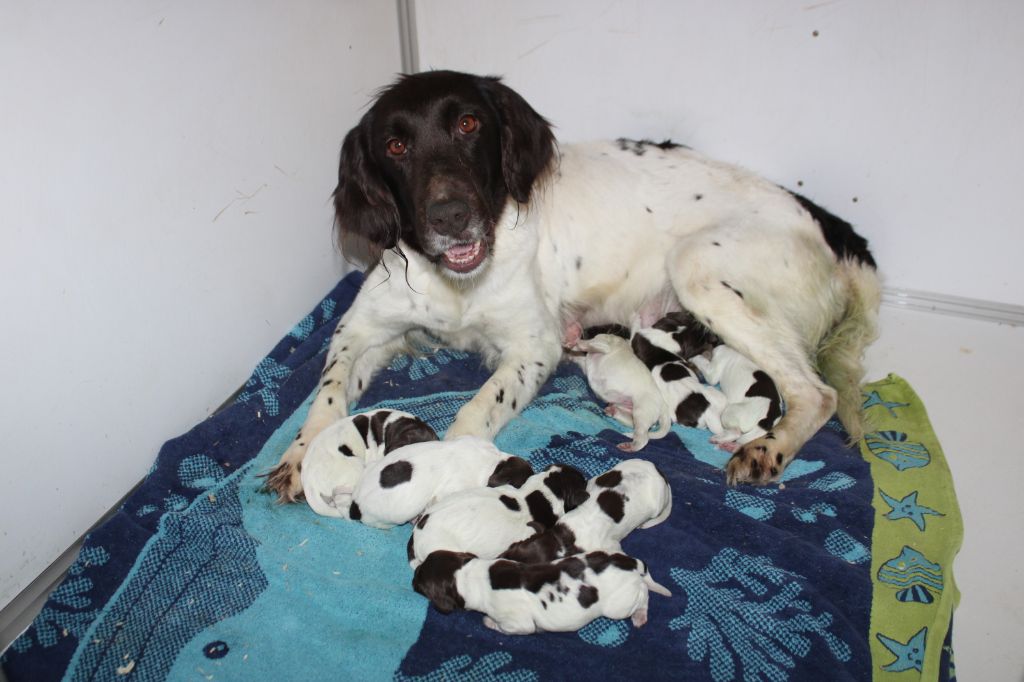 Chiot Petit Epagneul de Münster de la vallée de la Py