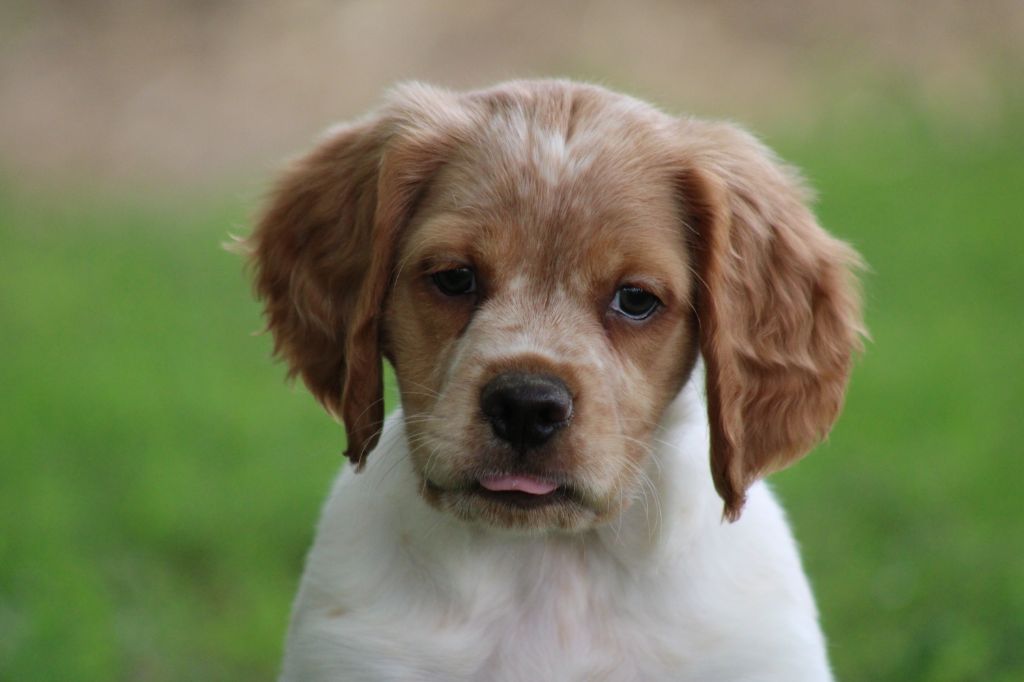 de la vallée de la Py - Chiots disponibles - Epagneul Breton