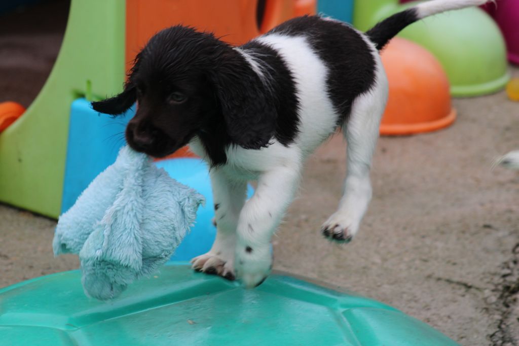 de la vallée de la Py - Chiots disponibles - Petit Epagneul de Münster
