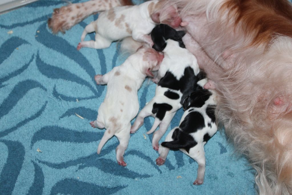 de la vallée de la Py - Chiots disponibles - Epagneul Breton