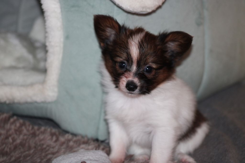 De La Vallée De La Py - Chiots disponibles - Epagneul nain Continental (Papillon)