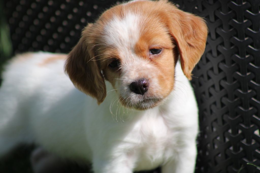 De La Vallée De La Py - Chiots disponibles - Epagneul Breton