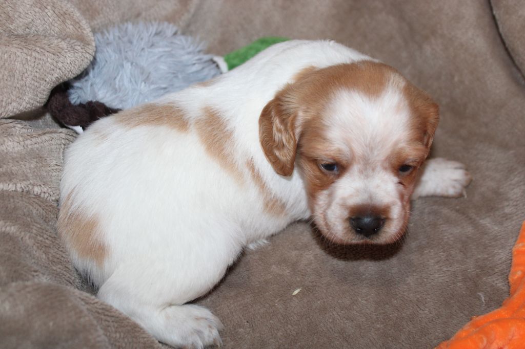 de la vallée de la Py - Chiots disponibles - Epagneul Breton