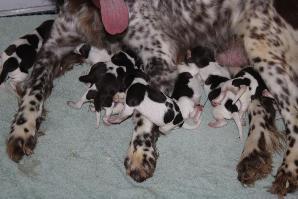 de la vallée de la Py - Chiots disponibles - Petit Epagneul de Münster