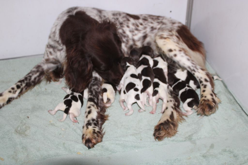 de la vallée de la Py - Chiots disponibles - Petit Epagneul de Münster