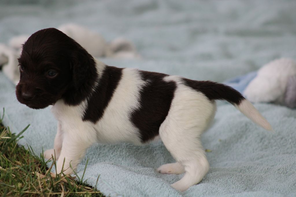 de la vallée de la Py - Chiots disponibles - Petit Epagneul de Münster