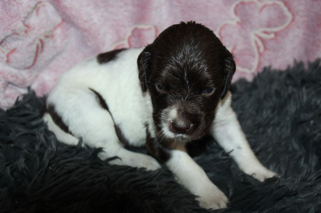 de la vallée de la Py - Chiots disponibles - Petit Epagneul de Münster