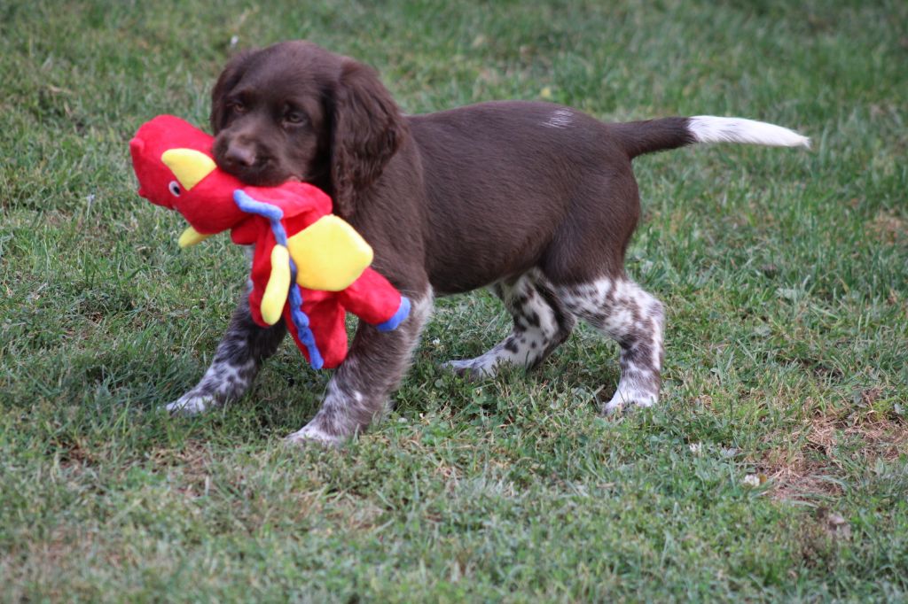 de la vallée de la Py - Chiots disponibles - Petit Epagneul de Münster