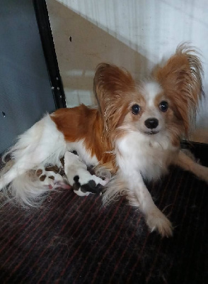 CHIOT