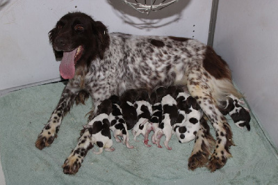 CHIOT