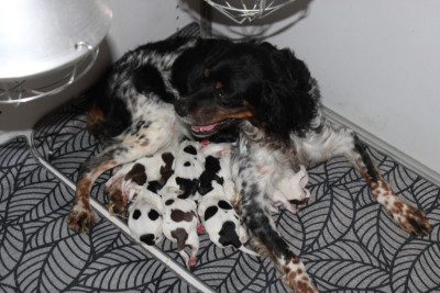 CHIOT 2