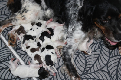 CHIOT 4