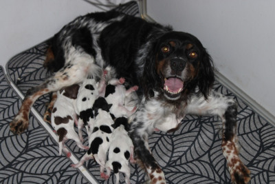 CHIOT 5
