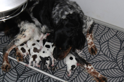 CHIOT 7