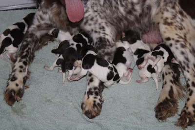 CHIOT