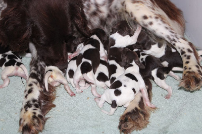 CHIOT