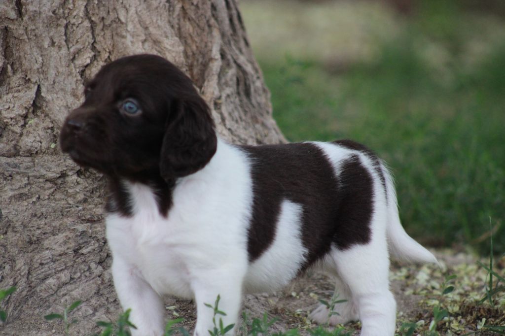 de la vallée de la Py - Chiots disponibles - Petit Epagneul de Münster