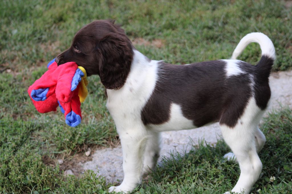 de la vallée de la Py - Chiots disponibles - Petit Epagneul de Münster