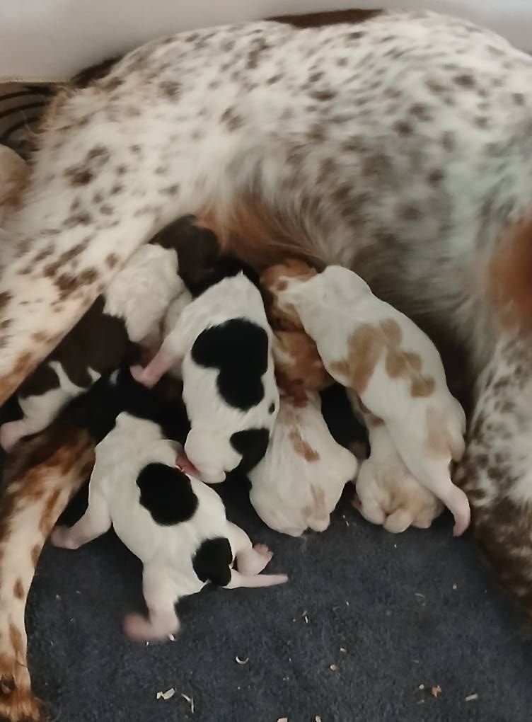 de la vallée de la Py - Chiots disponibles - Epagneul Breton