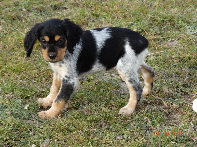 CHIOT