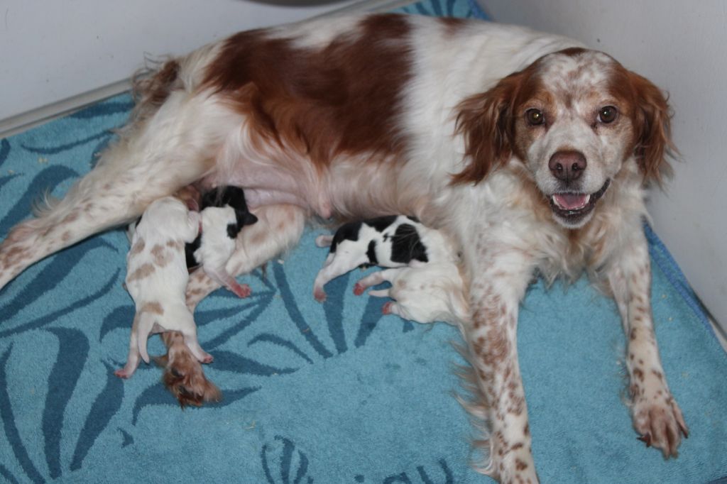 Chiot Epagneul Breton de la vallée de la Py