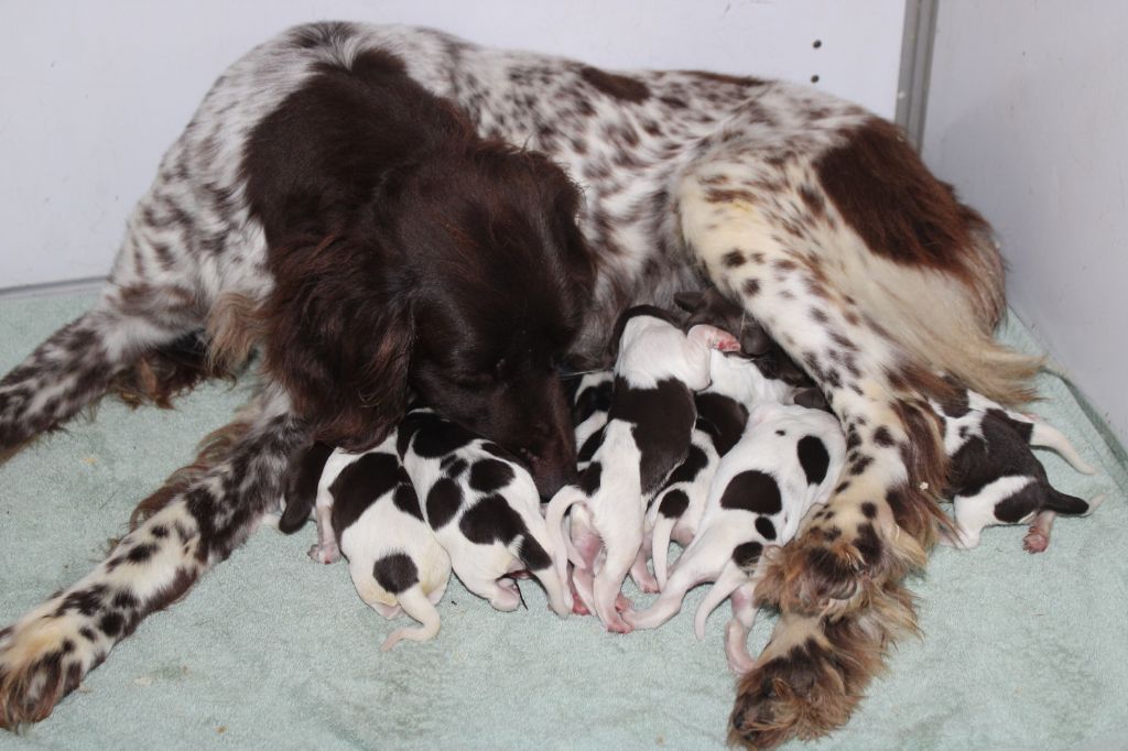de la vallée de la Py - Chiots disponibles - Petit Epagneul de Münster