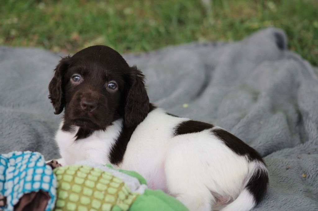 de la vallée de la Py - Chiots disponibles - Petit Epagneul de Münster