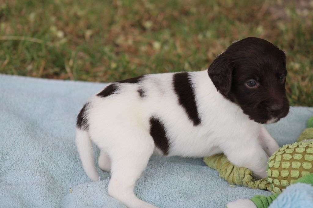 de la vallée de la Py - Chiots disponibles - Petit Epagneul de Münster