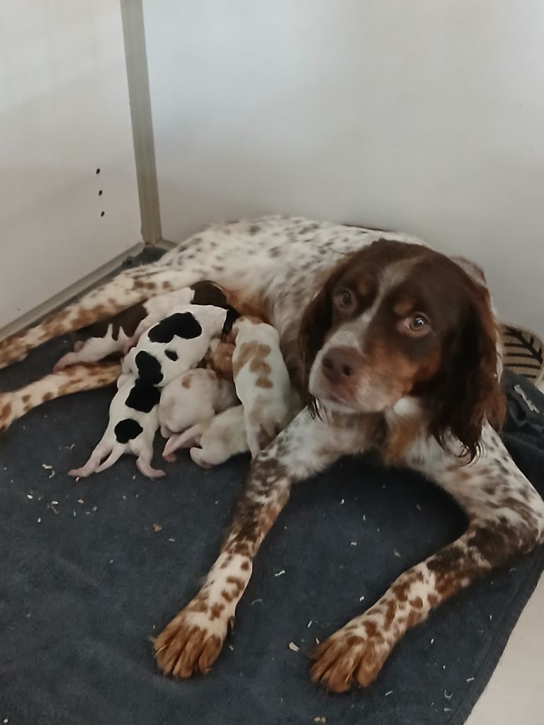 Chiot Epagneul Breton de la vallée de la Py