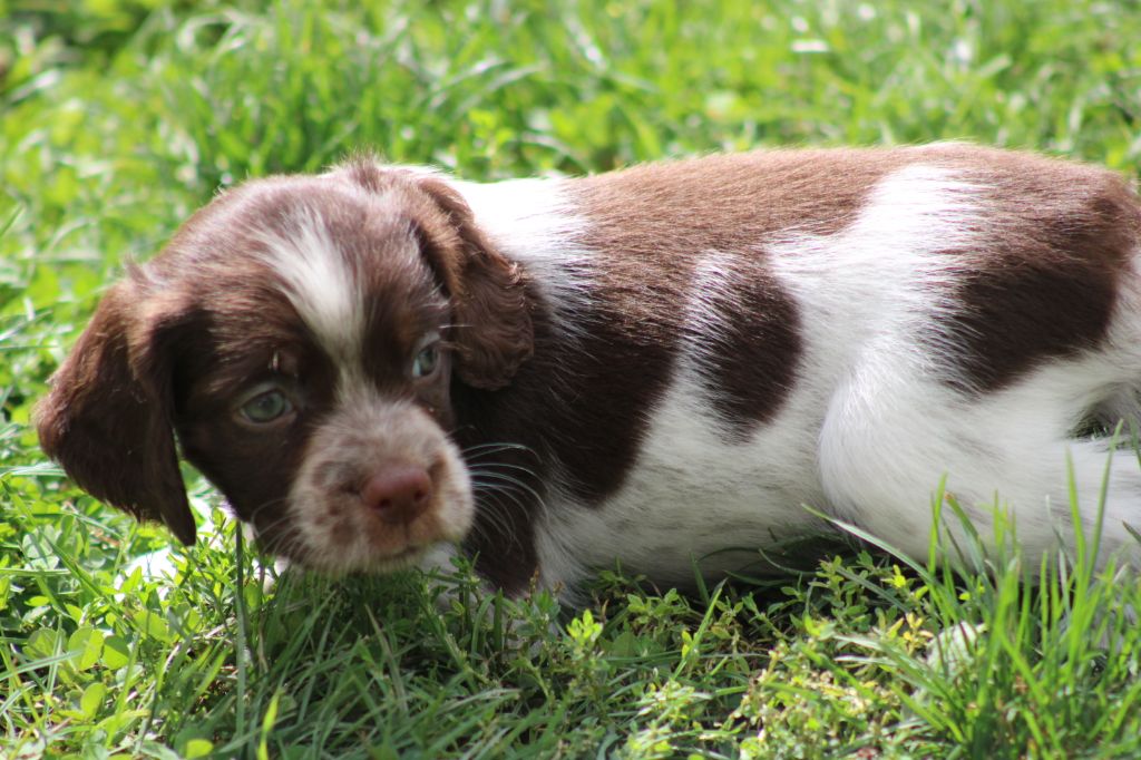 De La Vallée De La Py - Chiots disponibles - Epagneul Breton