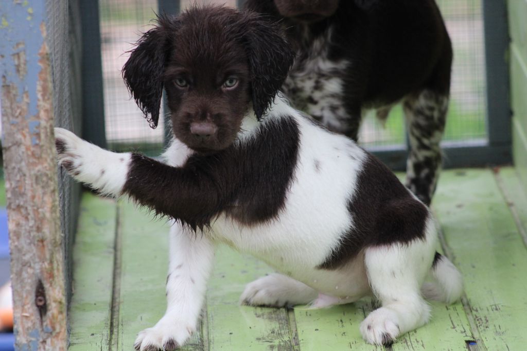 de la vallée de la Py - Chiots disponibles - Petit Epagneul de Münster